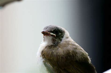 燕子睡覺|鳥是怎麼睡覺的？說起來你可能不信，有些鳥連冬眠都。